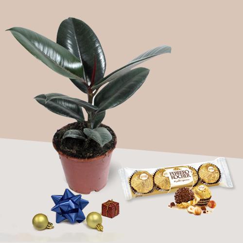 Amazing Rubber Fig Plant with Ferrero Rocher Chocolate on Christmas
