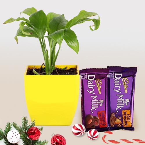 Fancy Xmas Gift of Lily Plant with Cadbury Chocolates