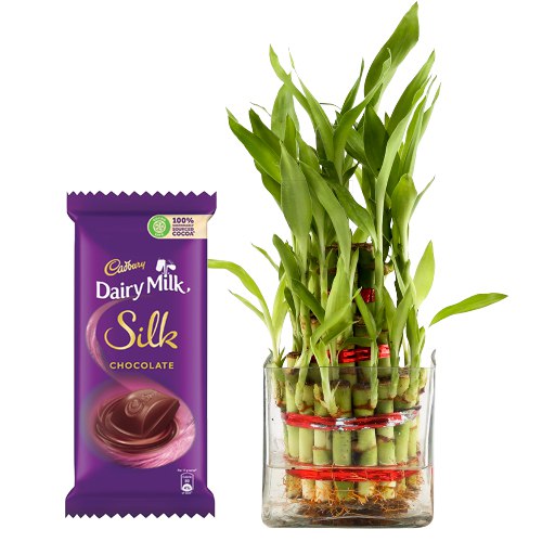 Sumptuous Combo of 2 Tier Bamboo Plant N Cadbury Silk Chocolate Bar