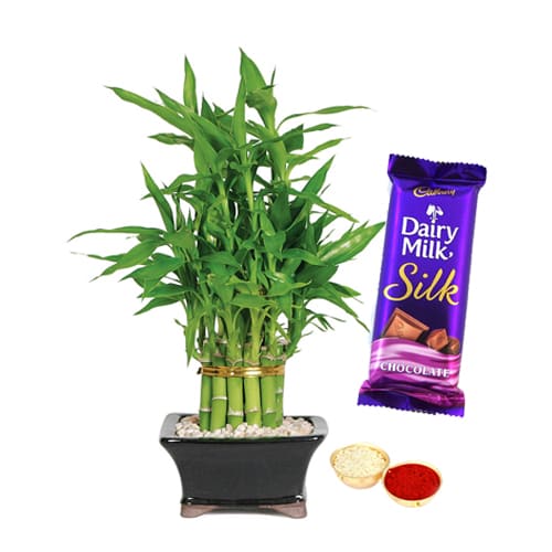 Exclusive Bamboo Plant N Cadbury Silk