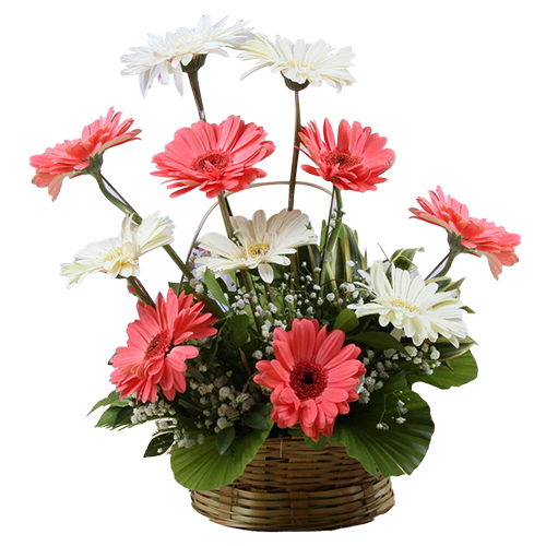 Gift of Mixed Gerberas Arrangement