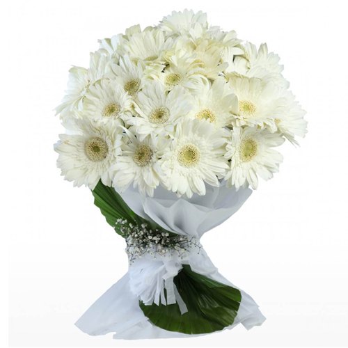 Ravishing White Gerberas Bunch with Fillers