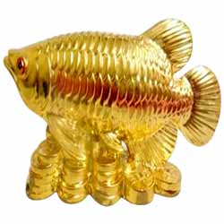 Wonderful Golden Arowana Fish