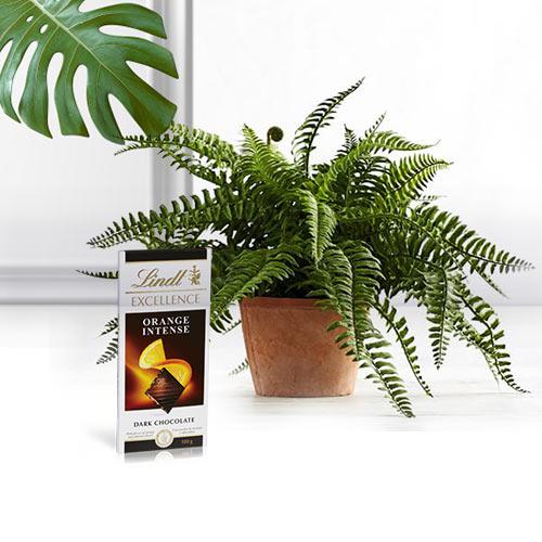 Botanical Air Purifier Bostern Fern Plant with Chocolate Bar