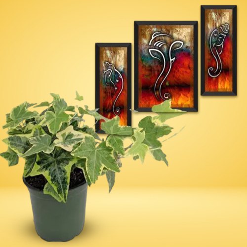 Air Purifying English Ivy Plant n Ganesha Art Duo