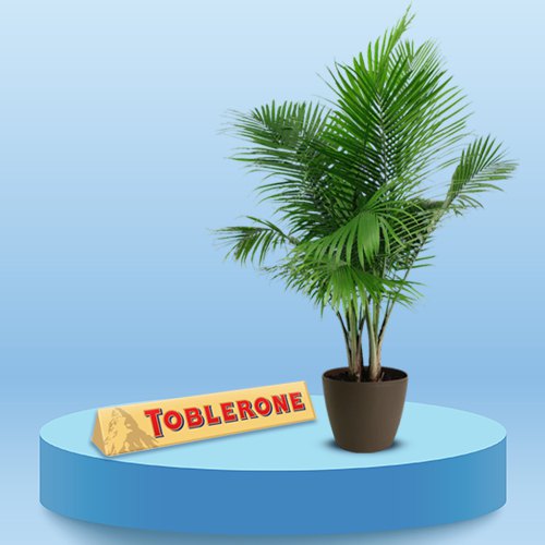 Best Air Purifying Majesty Palm Plant with Toblerone Dark Combo