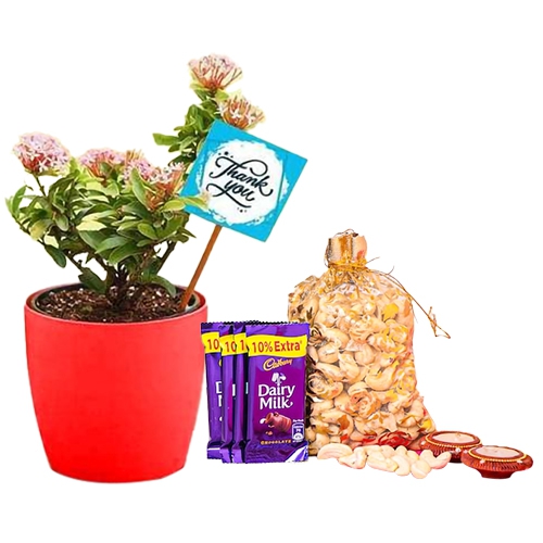 Everblooming Portulaca Plant with Gift Assortments