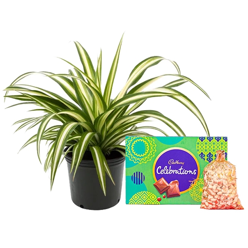 Wonderful Spider Plant with Nuts n Cadbury Celebration Treat