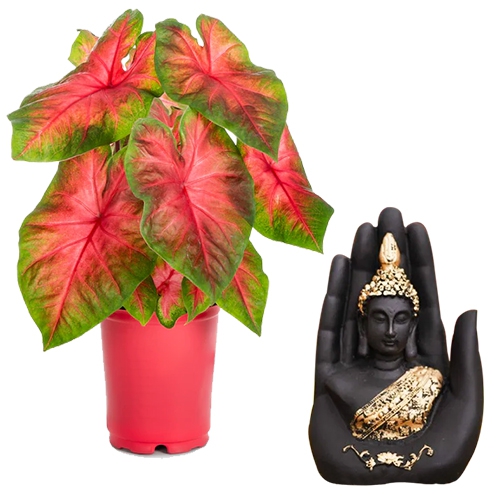Elegant Gift of Caladiums Plant N Handcrafted Palm Buddha