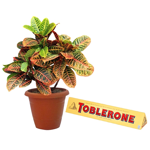 Exquisite Gift Combo of Crotons Plant N Toblerone Chocolate