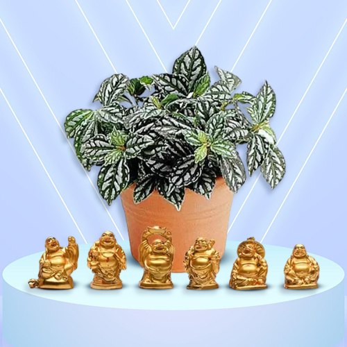 Attractive Combo of Aluminium Plant N Laughing Buddha Set