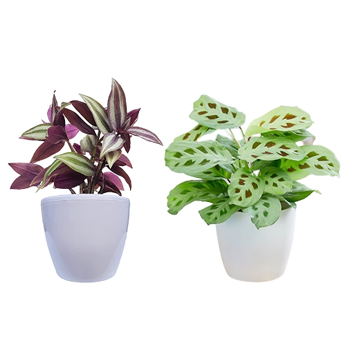 Attractive Duo of Maranta N Wandering Jew Plant