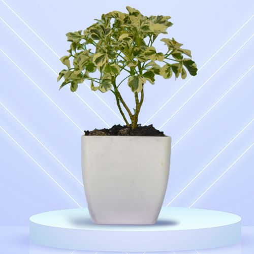 Marvelous Gift of Aralia Plant