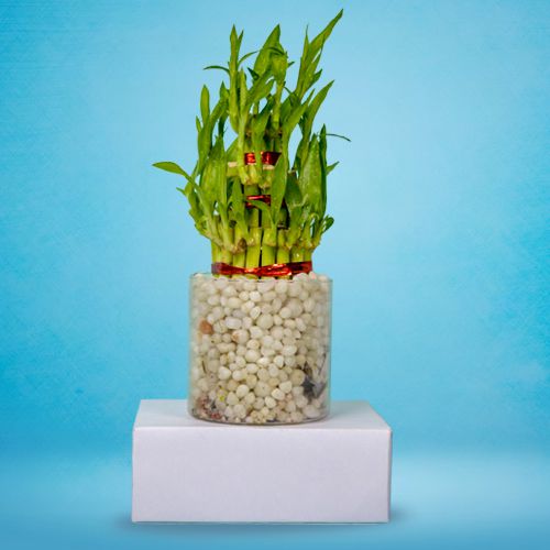 Captivating 3 Layer Good Luck Bamboo Plant in Glass Pot<br>