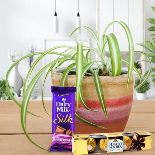 Exclusive Spider Plant in Plastic Pot with Cadbury Dairy Milk Silk and Ferrero Rocher