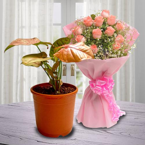 Evergreen Air Purifying Syngonium Plant with Rose Bouquet