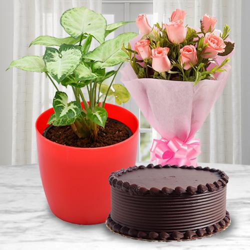 Ever-Blooming Syngonium Plant with Cake N Rose Bouquet