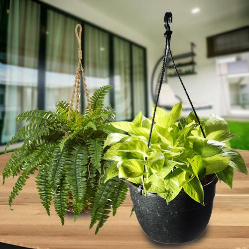 Refreshing Green Combo of Hanging Indoor Plants