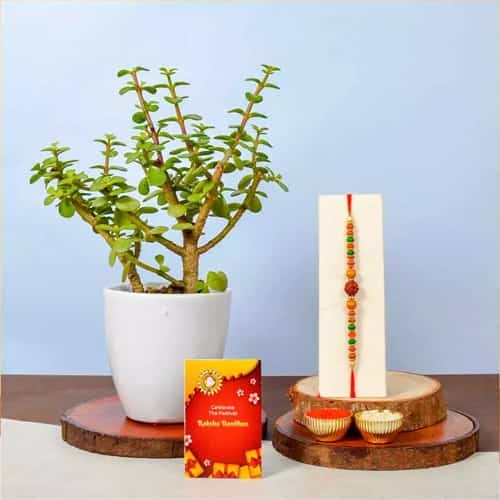 Rudraksh Rakhi N Potted Jade Plant